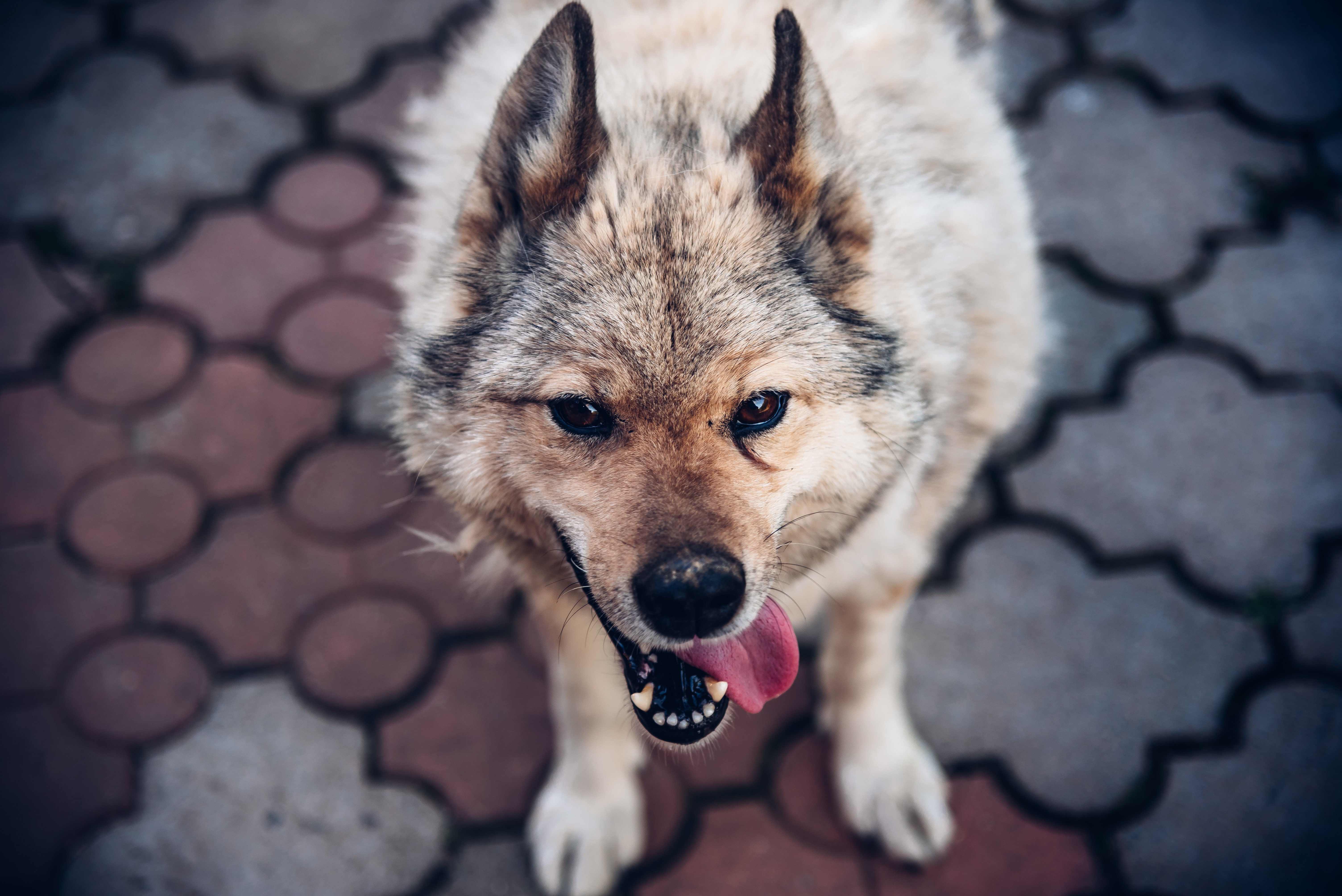 nick-romanov-NVzng5G06IQ-unsplash